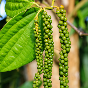 Fresh Pepper - Green